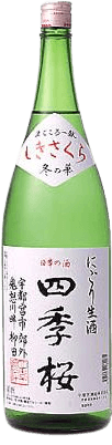 四季桜 冬の花