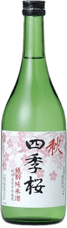 四季桜 秋 四季桜 秋